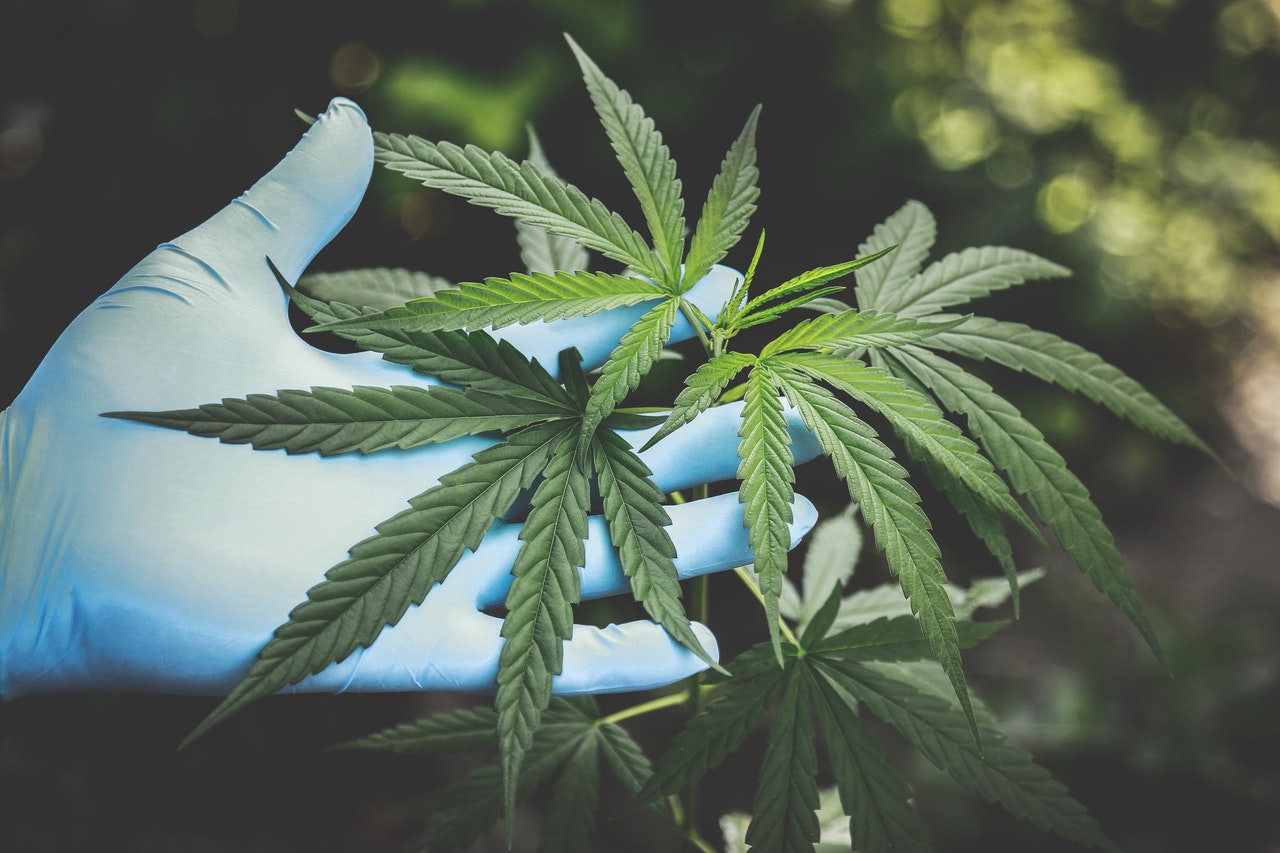 Read more about the article CBD Capsules Healthy Side